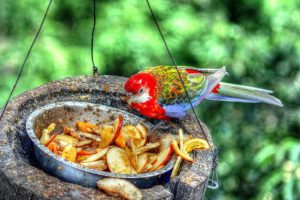 Bird, Feeding
