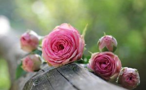 Roses in Light