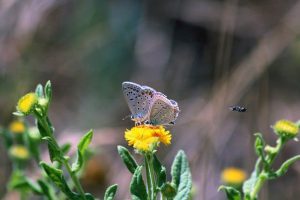 Butterfly Bee Green Nature Flower 